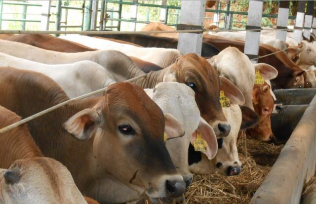 Pasokan Sapi Dari Gorontalo Belum Dihentikan