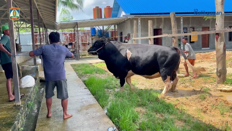 Bantuan Presiden untuk Balikpapan, Sapi Kurban Jenis Simental Cross Dari Peternak Lokal